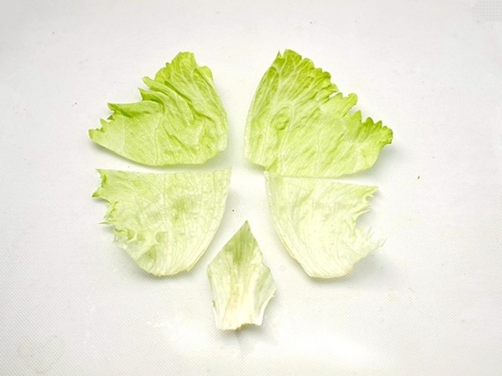 お弁当に入れてok レタスの変色防止のコツを教えちゃいます デイリシャス 楽天レシピ お弁当に入れてok レタスの変色防止のコツを教えちゃいます デイリシャス 楽天レシピ